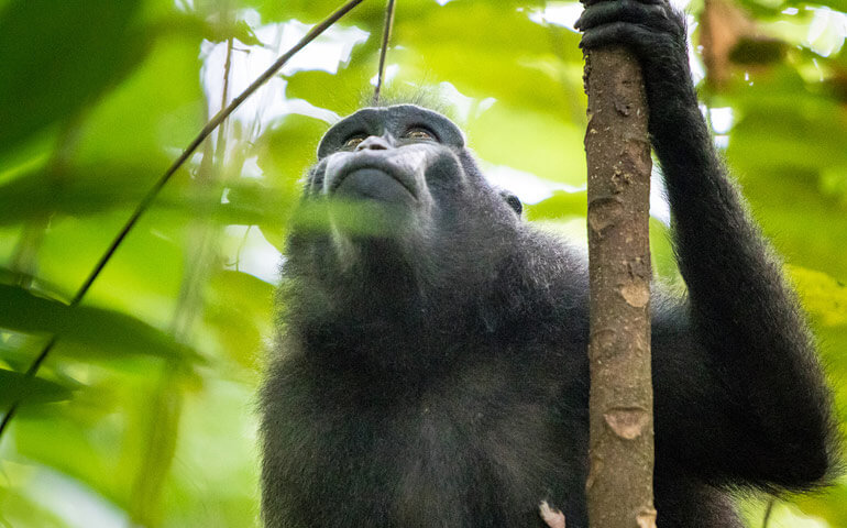 Endemitický makak z NP Tankoko